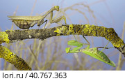 Large female praying mantis goes under tree branch on which another female sits and looks at her. Transcaucasian tree mantis (Hierodula transcaucasica) Стоковое фото, фотограф Некрасов Андрей / Фотобанк Лори