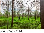 Swamp and forest. Стоковое фото, фотограф Алексей Яговкин / Фотобанк Лори