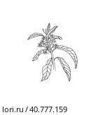 Sandalwood vector leaves and flowers. Стоковая иллюстрация, иллюстратор Екатерина Горбушина / Фотобанк Лори