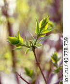 Young green leaves have grown on the branch. Close-up. Spring natural sunny background. Стоковое фото, фотограф Бузмакова Светлана / Фотобанк Лори