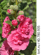 The Beautiful pink and a varietal stockrose. Стоковое фото, фотограф Володина Ольга / Фотобанк Лори