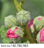 The Beautiful pink Blooming mallow buds. Стоковое фото, фотограф Володина Ольга / Фотобанк Лори