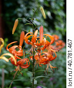 Orange spotted lilies on a green background of leaves. Natural sunny summer background with lilies. Close-up. Стоковое фото, фотограф Бузмакова Светлана / Фотобанк Лори