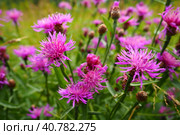 Meadow cornflower Centaurea jacea is a field weed plant, a species of the genus Cornflower of the family Asteraceae, or Compositae. Grows in meadows and forest edges. Violet elegant flower. Karelia. Стоковое фото, фотограф Юлия Петровская / Фотобанк Лори
