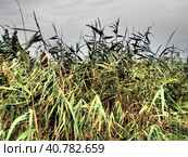 Common reed, or southern reed, Phragmites australis, a tall perennial grass of the genus Reed. Flora of the estuary. Moisture-loving plant. Soils with close standing groundwater. Stormy weather. Стоковое фото, фотограф Юлия Петровская / Фотобанк Лори