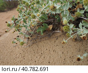 Bluehead or Eringium Eryngium, is a genus of herbaceous plants in the Umbelliferae family. Sandy places, thickets of bushes and steppes. Dunes of the Black Sea, Anapa, Vityazevo. Sandy beach and dunes. Стоковое фото, фотограф Юлия Петровская / Фотобанк Лори