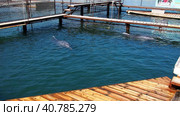 Dolphins Bottlenose dolphins in the water. Mating season. Dolphins are aquatic mammals of cetacean infraorder, dolphin family Delphinidae - marine, non-taxonomic group of river dolphins - freshwater. Стоковое видео, видеограф Юлия Петровская / Фотобанк Лори