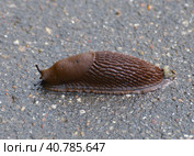 Arion vulgaris - the slug crawling on asphalt. Стоковое фото, фотограф Володина Ольга / Фотобанк Лори