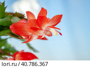 Цветок кактуса Шлюмбергера крупным планом на голубом фоне. Zygocactus flower close-up on a blurry blue background. Стоковое фото, фотограф Валерий Елистратов / Фотобанк Лори