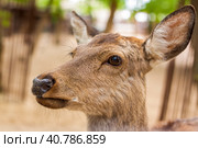 The head of an artiodactyl mammal deer. A young deer in a pen. Стоковое фото, фотограф Алина Лебедь / Фотобанк Лори