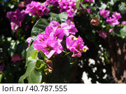 Bougainvillea is a genus of thorny ornamental vines, bushes, and trees belonging to Nyctaginaceae. Inflorescence consists of large colourful sepal-like bracts which surround three simple waxy flowers. Стоковое фото, фотограф Юлия Петровская / Фотобанк Лори