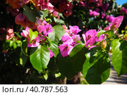 Bougainvillea is a genus of thorny ornamental vines, bushes, and trees belonging to Nyctaginaceae. Inflorescence consists of large colourful sepal-like bracts which surround three simple waxy flowers. Стоковое фото, фотограф Юлия Петровская / Фотобанк Лори