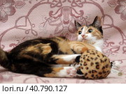 Playful three-color female cat with yellow eyes. Стоковое фото, фотограф Анна Кривицкая / Фотобанк Лори