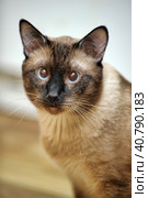 Siamese cat on the floor. Стоковое фото, фотограф Анна Кривицкая / Фотобанк Лори