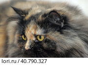 Beautiful fluffy cat tortoiseshell. Стоковое фото, фотограф Анна Кривицкая / Фотобанк Лори