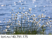 Пушица Шейхцера - Eriophorum scheuchzeric. Растение на фоне волн летним днем в арктике, Ямало-Ненецкий автономный округ. Стоковое фото, фотограф Григорий Писоцкий / Фотобанк Лори