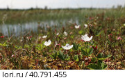 Rubus chamaemorus. Цветущая морошка на болоте, Ямало-Ненецкий автономный округ. Стоковое видео, видеограф Григорий Писоцкий / Фотобанк Лори
