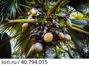 Close up of Lodoicea known as the coco de mer or double coconut. It is endemic to the islands of Praslin and Curieuse in the Seychelles (2019 год). Стоковое фото, фотограф Igor Tichonow / Фотобанк Лори