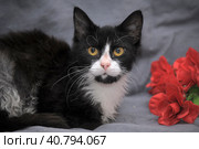 White and black cat with a red flower. Стоковое фото, фотограф Анна Кривицкая / Фотобанк Лори