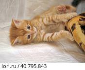 Little red kitten playing. Стоковое фото, фотограф Анна Кривицкая / Фотобанк Лори
