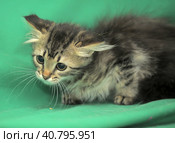 Furry beautiful frightened kitten on a green background. Стоковое фото, фотограф Анна Кривицкая / Фотобанк Лори