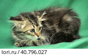 Furry beautiful frightened kitten on a green background. Стоковое фото, фотограф Анна Кривицкая / Фотобанк Лори