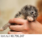 Gray kitten in his hands that just opened his eyes. Стоковое фото, фотограф Анна Кривицкая / Фотобанк Лори