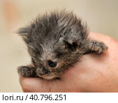 Gray kitten in his hands that just opened his eyes. Стоковое фото, фотограф Анна Кривицкая / Фотобанк Лори