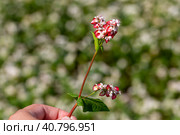 Buckwheat macro with red flowers. Fagopyrum esculentum. Стоковое фото, фотограф Ольга Сейфутдинова / Фотобанк Лори