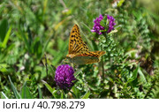 Дневная бабочка перламутровка пандора (лат. Argynnis pandora) пьет нектар из цветка клевера лугового (лат. Trifolium pratеnse). The diurnal mother-of-pearl butterfly pandora (lat. Argynnis pandora) drinks nectar from the flower of red clover (lat. Trifolium pratense). Стоковое фото, фотограф Владимир Шарый / Фотобанк Лори