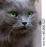 Furry gray cat nibelung. Стоковое фото, фотограф Анна Кривицкая / Фотобанк Лори