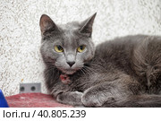 Gray cat with a neck wound in a shelter. Стоковое фото, фотограф Анна Кривицкая / Фотобанк Лори
