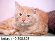 Red cat with a sore ear. Стоковое фото, фотограф Анна Кривицкая / Фотобанк Лори