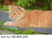 Young red cat in the summer garden near the house. Стоковое фото, фотограф Анна Кривицкая / Фотобанк Лори