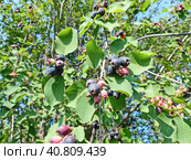 Созрела ирга (лат. Amelanchier), или "сибирский виноград". Плод — яблоко, синевато-чёрное или красновато-фиолетовое, с сизым налётом, диаметром до 10 мм, съедобное, медово-сладкое. Стоковое фото, фотограф Сергей Елизарьев / Фотобанк Лори