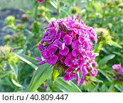 Гвоздика турецкая, или бородатая (лат. Dianthus barbatus) — растение из рода Гвоздика. Турецкая гвоздика — популярное садовое растение. Выведено множество сортов и гибридов с белыми, розовыми, красными или фиолетовыми цветками. Стоковое фото, фотограф Сергей Елизарьев / Фотобанк Лори