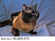 Siamese cat on a gray background. Стоковое фото, фотограф Анна Кривицкая / Фотобанк Лори