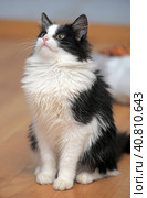 Fluffy black with a white young cat. Стоковое фото, фотограф Анна Кривицкая / Фотобанк Лори