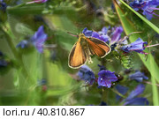 Бабочка толстоголовка тире (лат. Thymelicus lineola) Стоковое фото, фотограф Mixail59 / Фотобанк Лори