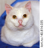 White cat with yellow eyes. Стоковое фото, фотограф Анна Кривицкая / Фотобанк Лори