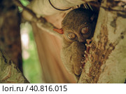 Tarsier monkey in Cebu, Philippines- Tarsius Syrichta (2014 год). Стоковое фото, фотограф Igor Tichonow / Фотобанк Лори