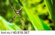 St. Andrew's Cross , Argiope spider rests on web, Ko Tao, Thailand. Стоковое фото, фотограф Igor Tichonow / Фотобанк Лори