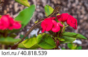 Oriental garden lizard on Euphorbia Beautiful Flower in Thailand (2016 год). Стоковое фото, фотограф Igor Tichonow / Фотобанк Лори