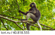 Dusky leaf monkey, Langur in forest. Стоковое фото, фотограф Igor Tichonow / Фотобанк Лори
