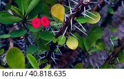 Red Euphorbia milii flower, Koh Tao, Thailand. Стоковое фото, фотограф Igor Tichonow / Фотобанк Лори