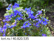 Gentiana flowers growing on a flower bed. Стоковое фото, фотограф Татьяна Терехина / Фотобанк Лори