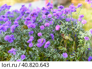 Sunny background with many small purple asters pom pom. Стоковое фото, фотограф Татьяна Терехина / Фотобанк Лори