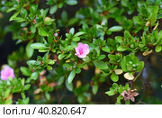Azalea japonica Kirin or Rhododendron Kirin. Стоковое фото, фотограф Татьяна Терехина / Фотобанк Лори