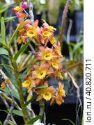 Dendrobium nobile commonly known as the noble dendrobium Orchid flower. Стоковое фото, фотограф Татьяна Терехина / Фотобанк Лори
