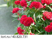Red Celosia cristata flower growing in Da Lat Vietnam. Стоковое фото, фотограф Татьяна Терехина / Фотобанк Лори